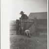 Counting sheep, Rosebud County, Montana