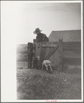 Counting sheep, Rosebud County, Montana