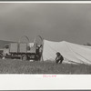 Setting up camp, Quarter Circle U roundup, Montana