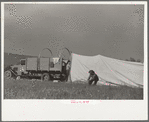 Setting up camp, Quarter Circle U roundup, Montana