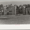 Riding a bucking horse, rodeo, Miles City, Montana
