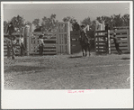 Riding a bucking horse, rodeo, Miles City, Montana