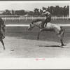 Riding a bucking horse, rodeo, Miles City, Montana