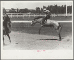 Riding a bucking horse, rodeo, Miles City, Montana