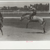 Riding a bucking horse, rodeo, Miles City, Montana