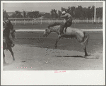 Riding a bucking horse, rodeo, Miles City, Montana