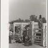 Bronco riders fixing saddles at rodeo, Miles City, Montana