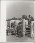 Bronco riders fixing saddles at rodeo, Miles City, Montana