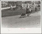 Roping a calf, rodeo, Miles City, Montana