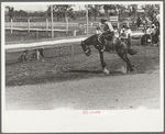 Riding a bucking horse, rodeo, Miles City, Montana