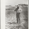 Cowboy eating "Rocky Mountain oysters," Quarter Circle U Ranch roundup, Montana