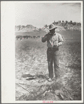 Cowboy eating "Rocky Mountain oysters," Quarter Circle U Ranch roundup, Montana