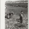 Branding, Quarter Circle U Ranch roundup, Montana