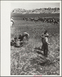 Branding, Quarter Circle U Ranch roundup, Montana