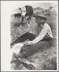 Dude girl "rassling" a calf, Quarter Circle U Ranch roundup, Montana
