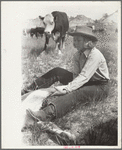Dude girl "rassling" a calf, Quarter Circle U Ranch roundup, Montana