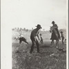 "Rassling" a calf, Quarter Circle U Ranch roundup, Montana