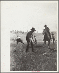 "Rassling" a calf, Quarter Circle U Ranch roundup, Montana