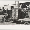 Loading celery, Sanford, Florida