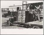 Loading celery, Sanford, Florida