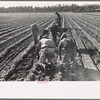 Setting out rows of celery, Sanford, Florida