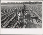 Setting out rows of celery, Sanford, Florida