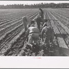 Setting out rows of celery, Sanford, Florida