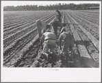 Setting out rows of celery, Sanford, Florida