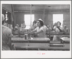 Sectioners at work canning grapefruit. About half of these girls are migrants. Winter Haven, Florida