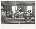 Sectioners at work canning grapefruit. About half of these girls are migrants. Winter Haven, Florida