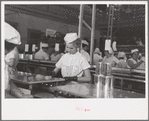Sectioners at work canning grapefruit. About half of these girls are migrants. Winter Haven, Florida