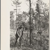 A large blackjack oak which prevents smaller pine trees from growing properly, Withlacoochee Land Use Project, Florida