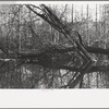 Beaver dam, Tuskegee Project, Macon County, Alabama