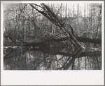 Beaver dam, Tuskegee Project, Macon County, Alabama