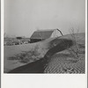 The winds of the "dust bowl" have piled up large drifts of soil against this farmer's barn near Liberal, Kansas