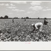 Picking stringbeans near Cambridge, Maryland