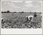 Picking stringbeans near Cambridge, Maryland