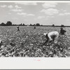 Picking stringbeans near Cambridge, Maryland