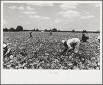 Picking stringbeans near Cambridge, Maryland