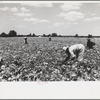 Picking stringbeans near Cambridge, Maryland