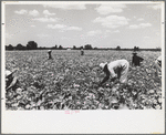 Picking stringbeans near Cambridge, Maryland