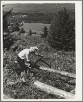 Sawing pulpwood on Kinneys' farm, Eden Mills, Vermont