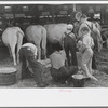 4-H Club boys taking care of their cows, State Fair, Rutland, Vermont