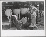 4-H Club boys taking care of their cows, State Fair, Rutland, Vermont