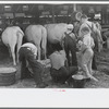 4-H Club boys taking care of their cows, State Fair, Rutland, Vermont