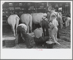 4-H Club boys taking care of their cows, State Fair, Rutland, Vermont