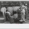4-H Club boys taking care of their cows, State Fair, Rutland, Vermont