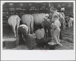 4-H Club boys taking care of their cows, State Fair, Rutland, Vermont