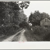 Driving the cows, Williams farm, Otsego County, New York
