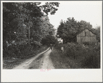 Driving the cows, Williams farm, Otsego County, New York